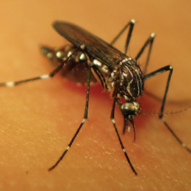 Caracterizan cepa del dengue