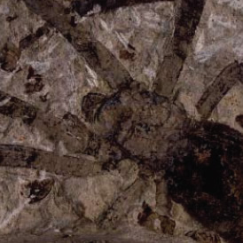 Fósil de araña gigante