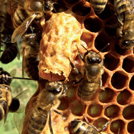 Flora y apicultura en la península de Yucatán