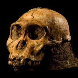 Australopithecus sediba similar al humano