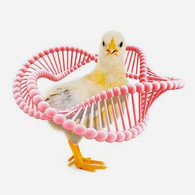 Presentan genoma del pollo