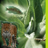 Biodiversidad en la red