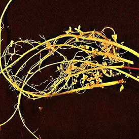Bacterias fijadoras de nitrógeno