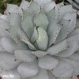 Agave parrasana Foto: Ite