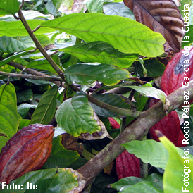 Planta de cacao