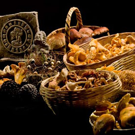 Hongos silvestres