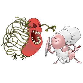 Bacterias y levaduras