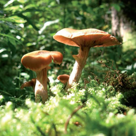 Los microbios y la Naturaleza