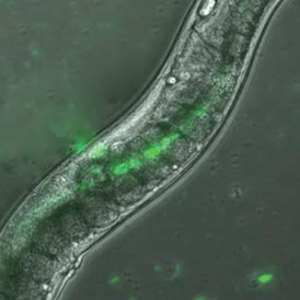 Nematodos