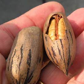 La nuez y la nutrición humana