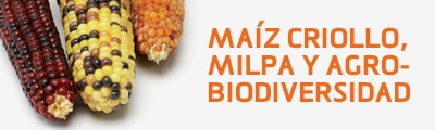 MAÍZ CRIOLLO, MILPA Y AGROBIODIVERSIDAD
