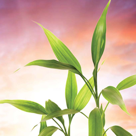 Planta