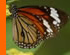 MARIPOSA Y EDUCACIÓN BÁSICA