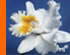 Conservación DE LA ORQUIDEA 